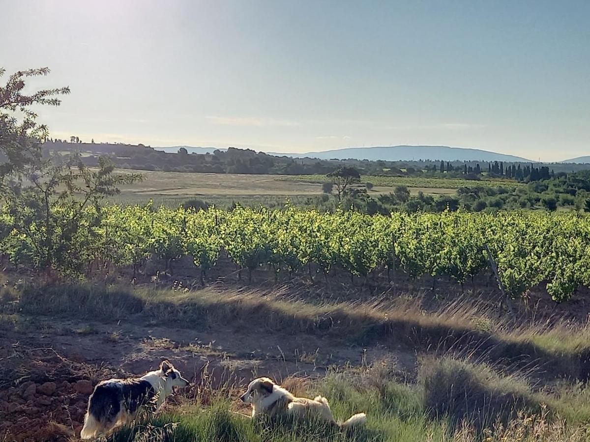 Вилла Domaine Saint Augustin Rieux-Minervois Экстерьер фото