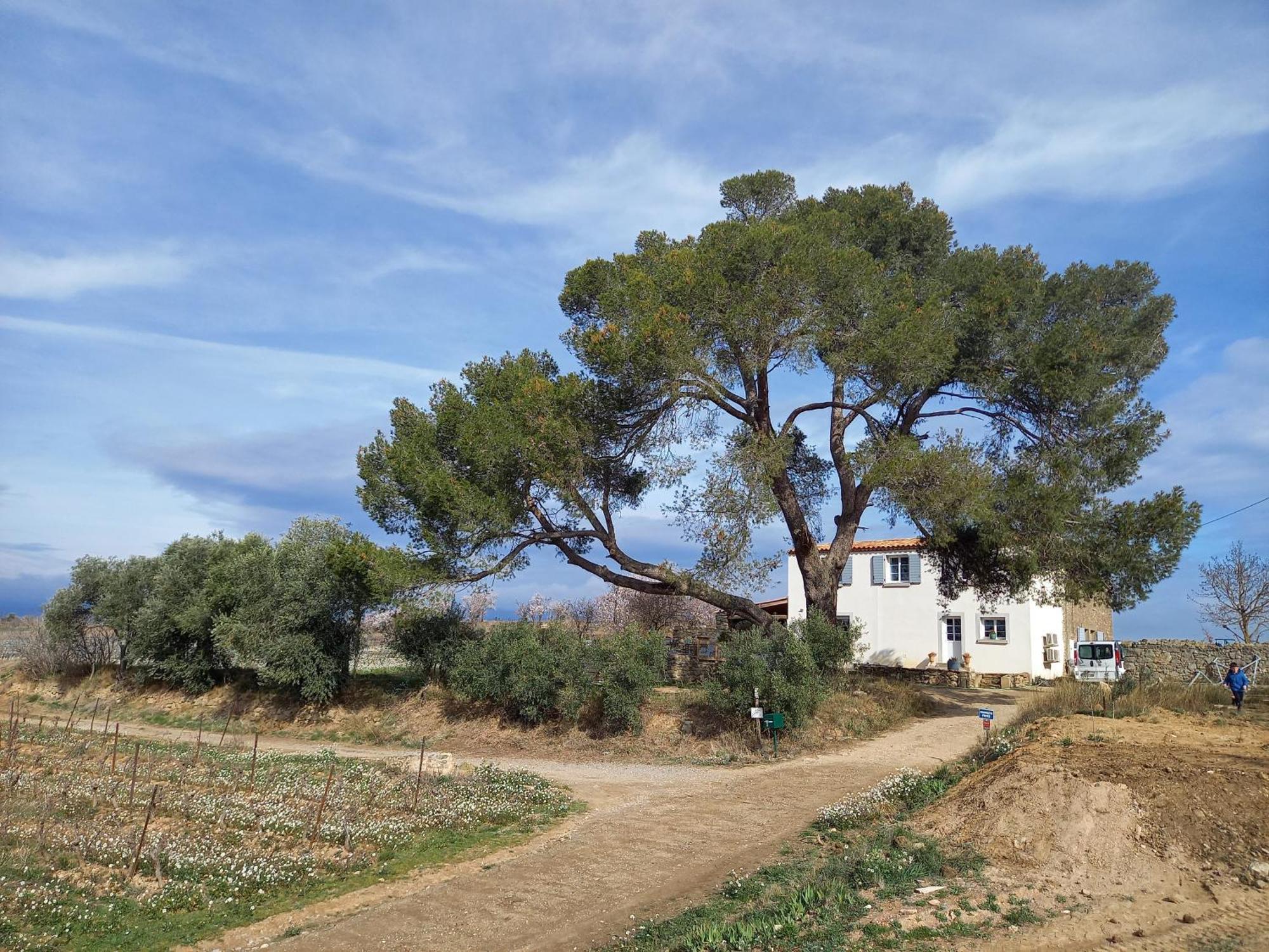 Вилла Domaine Saint Augustin Rieux-Minervois Экстерьер фото